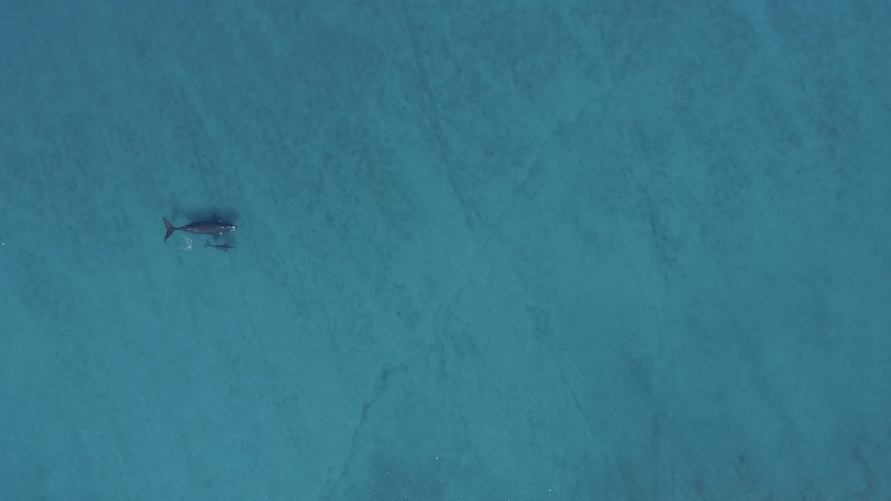madre ballena con cría nadando en el océano azul