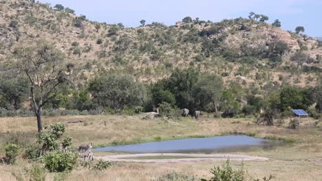 Los-Elefantes-Se-Acercan-A-Un-Abrevadero-Con-Cebras-En-El-Parque-Nacional-Kruger