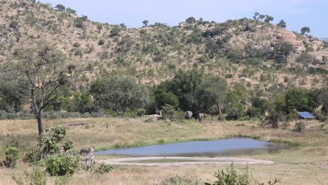los elefantes se acercan a un pozo de agua con cebras en el parque nacional kruger
