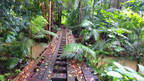 rain forest bridge over river