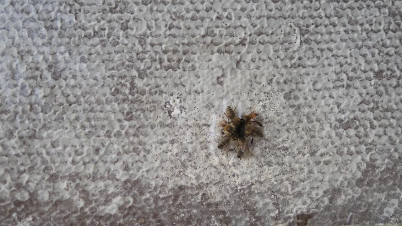 벌 위에 있는 죽은 벌의 클로즈업