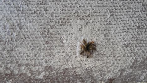 primer plano de abejas muertas en el panal