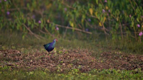 Grauköpfiges-Sumpfhuhn-Füttert-Abends