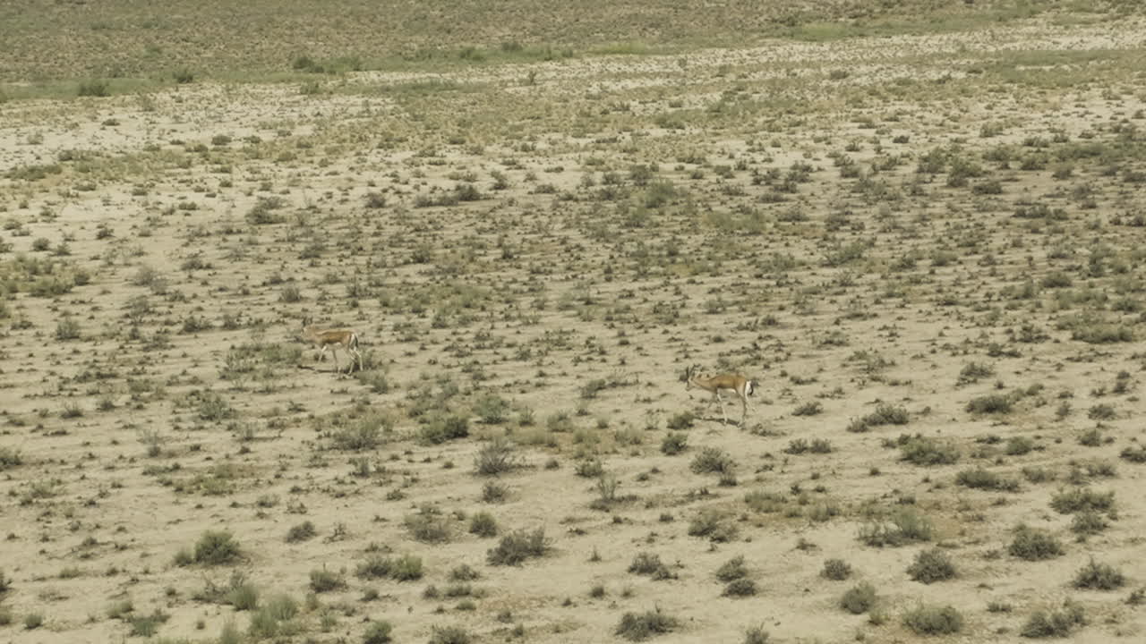 antílopes gacela bocio en busca de alimento en la llanura árida de la estepa