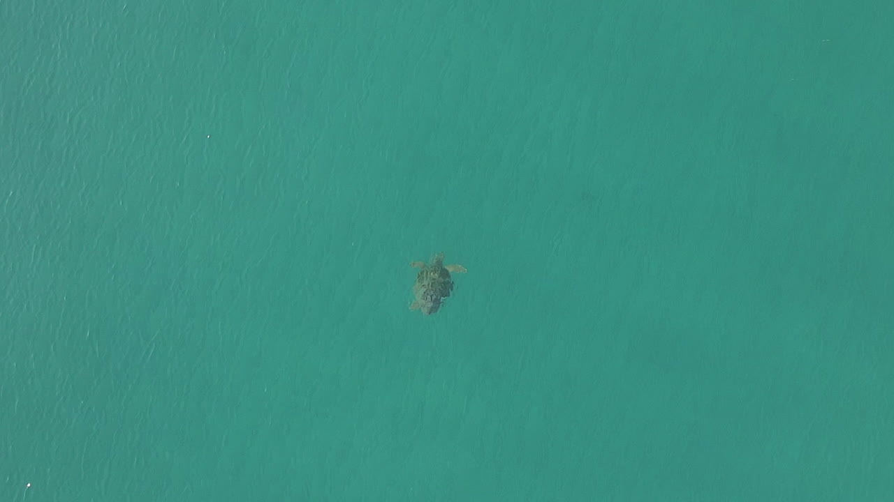 맑은 청록색 녹색 물에서 수영하는 바다 거북의 수직 공중