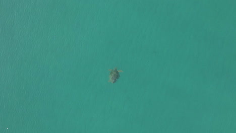 Vertical-aerial-of-sea-turtle-swimming-in-clear-turquoise-green-water