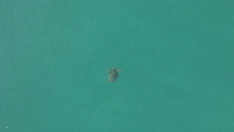 vertical aerial of sea turtle swimming in clear turquoise green water