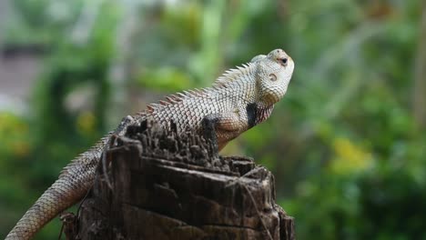 lizard in a tropical country on a cut down tree