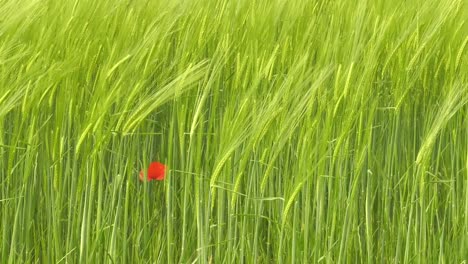 green barley wheat field moving in wind with poppy flower