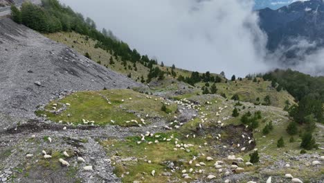 Herd Of Sheep Grazing In The Mountain In Theth, Shkoder County, Albania. - aerial shot