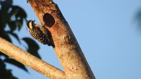 el único pájaro de madera pigmeo de sunda está mirando su agujero de nido en una rama de árbol seca