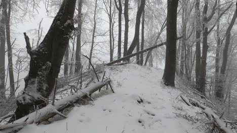 Walking-in-a-dense-forest-with-a-snowy-landscape-and-a-foggy-sky