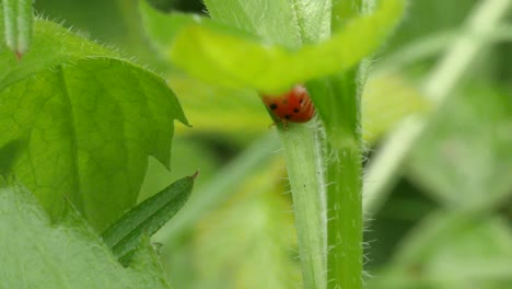 Roter-Marienkäfer-Läuft-In-Zeitlupe,-Nahaufnahme-über-Ein-Grünes-Blatt