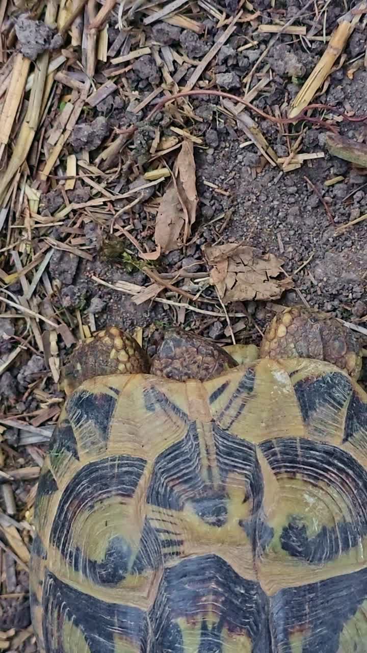 A top view shows a tortoise on the ground, extending its head and legs from its patterned shell