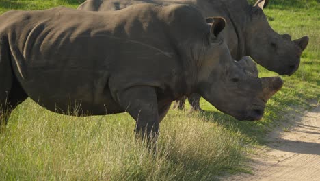 Close-up-of-white-rhino-bull-male-walking-up-to-the-dirt-road-on-a-safari-game-drive,-South-Africa