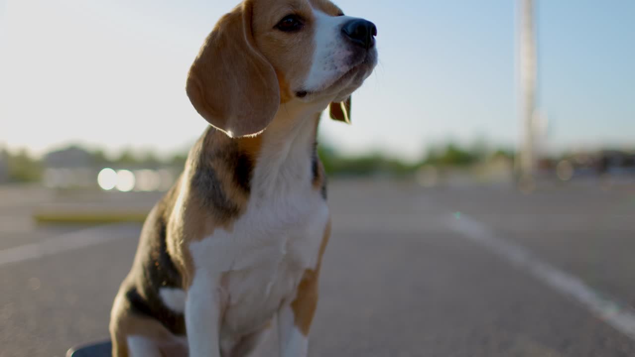 retrato de perro beagle en primer plano en el estacionamiento. vídeo de retrato de una mascota. cámara lenta