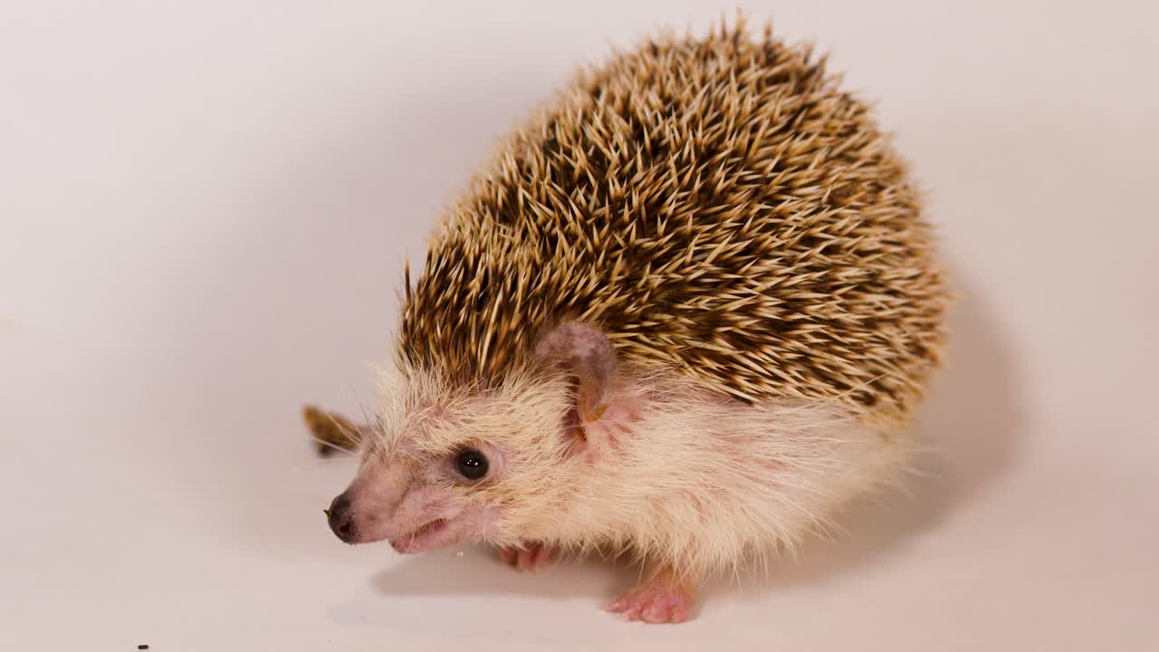 Ein afrikanischer Zwerg-Igel frisst eine Mehlwurm, die ihm mit einer Pinzette vor einem weißen Hintergrund angeboten wird