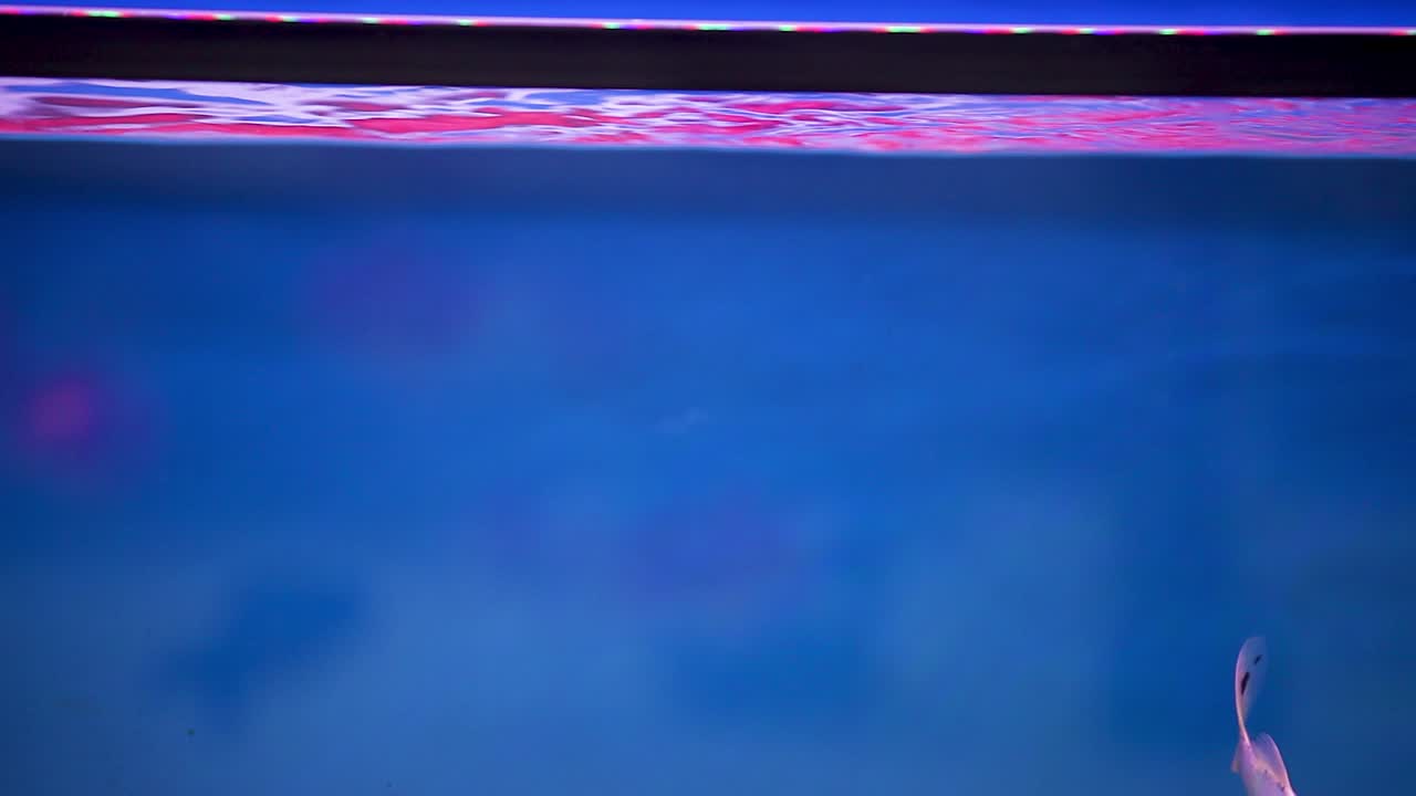 peces shubunkin nadando dentro y fuera del marco en su tanque de acuario recién colocado