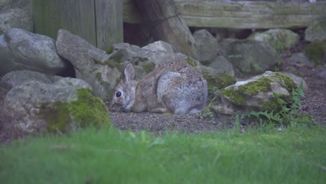 conejo de conejito de cola de algodón del este salvaje pastando en canadá, animalito pequeño
