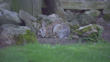 wild eastern cottontail bunny rabbit grazing in canada, small baby animal