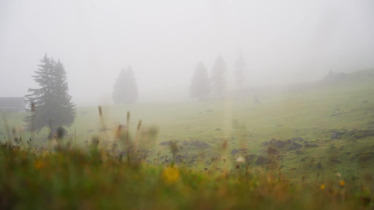 Fir trees in heavy fog in swiss mountains with grass in foreground