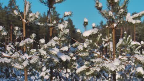 bosque de pinos en invierno