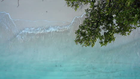 Antena-Arriba-Hacia-Abajo-De-Una-Playa-Blanca-Con-Agua-Clara-Y-árboles-Verdes