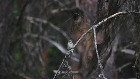 Garganta-Blanca-Menor-Posado-En-Una-Rama-En-Los-Bosques-Del-Norte-De-Suecia