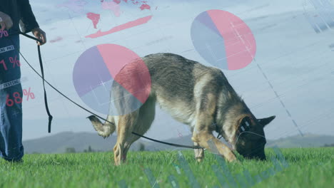 animación de la interfaz infográfica sobre la sección media mujer caucásica caminando con el perro en el campo