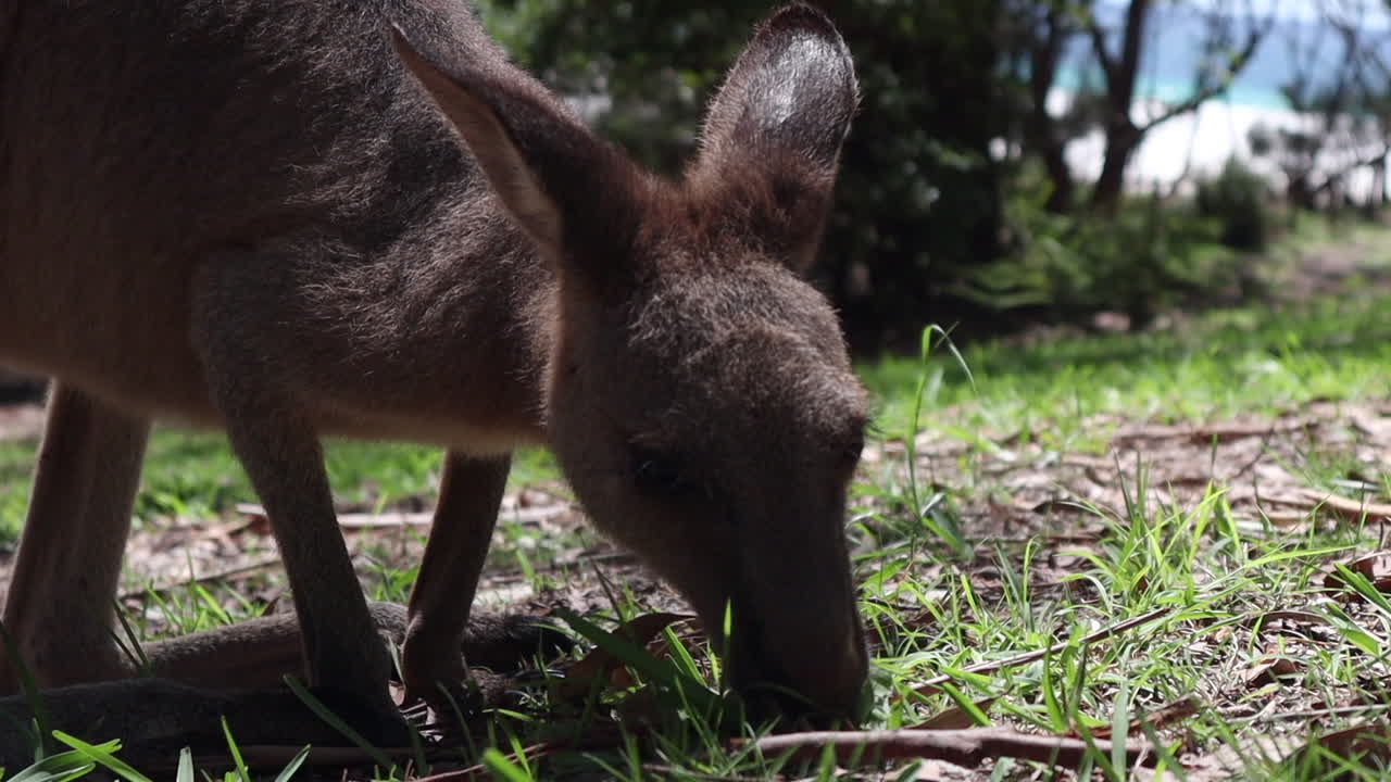 Kangaroo chilling laying eating at the sun australia