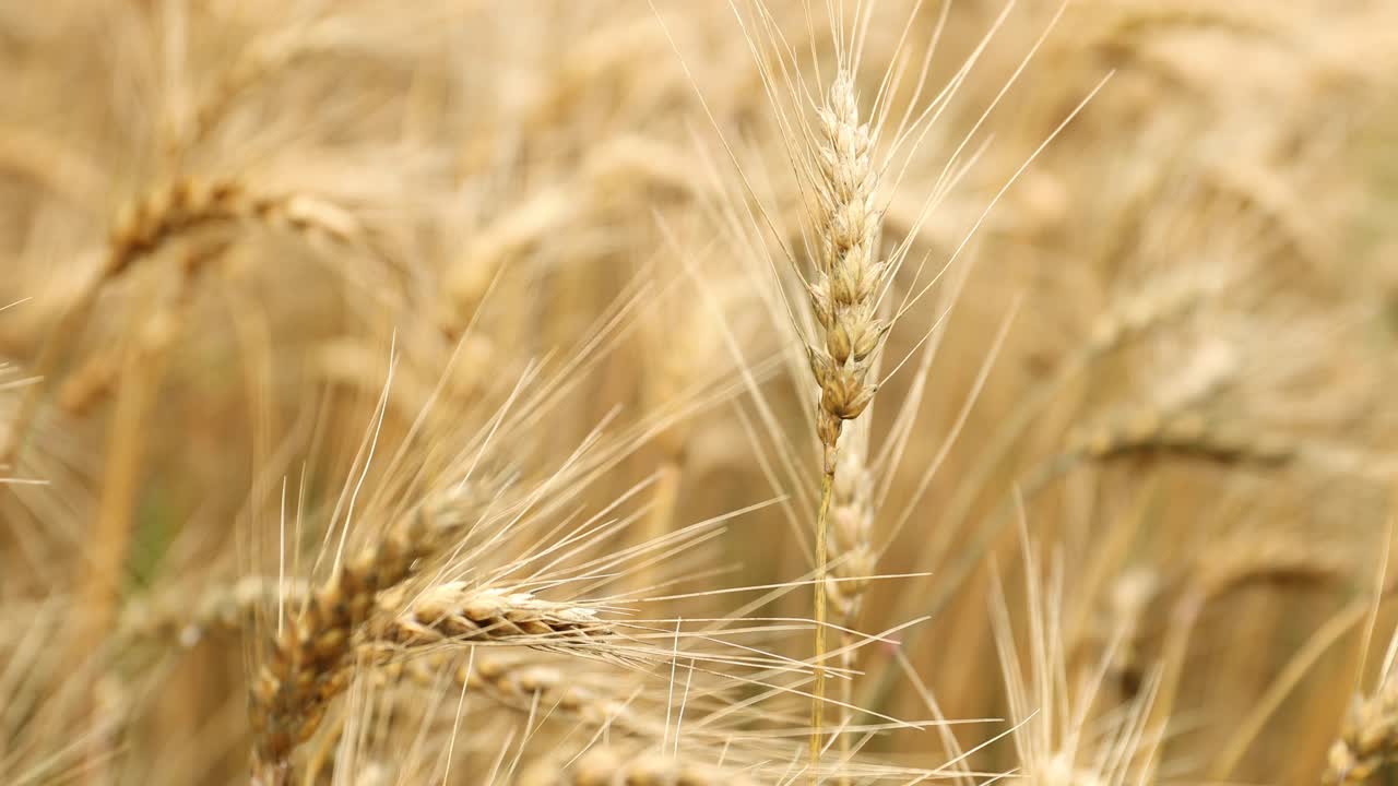 4k의 시골 시골에서 바람에 가볍게 부는 밀밭 가까이