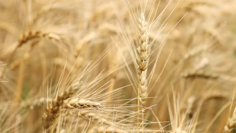 cerca del campo de trigo que sopla ligeramente en el viento en el campo rural en 4k