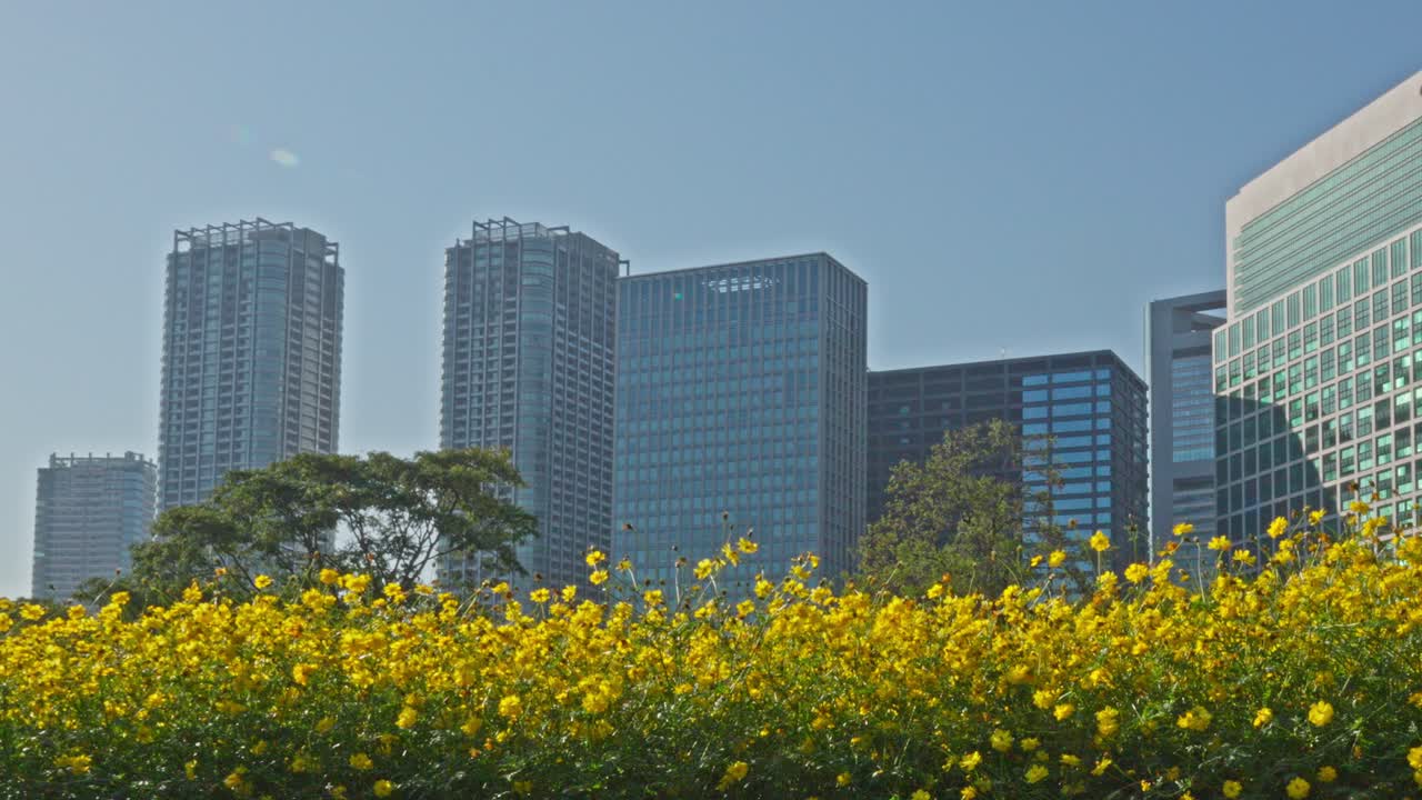 A vibrant field of yellow flowers contrasting with the modern Tokyo skyline, offering a unique blend of nature and urban architecture from Hama-rikyu Gardens.