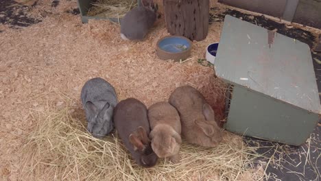 five small cute and adorable friendly fluffy grey and brown bunny rabbits playing and eating grass hay outside their tiny beautiful indoor home