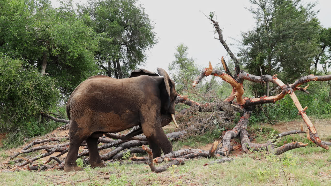 Side view of African elephant moving by fallen tree in green bushland