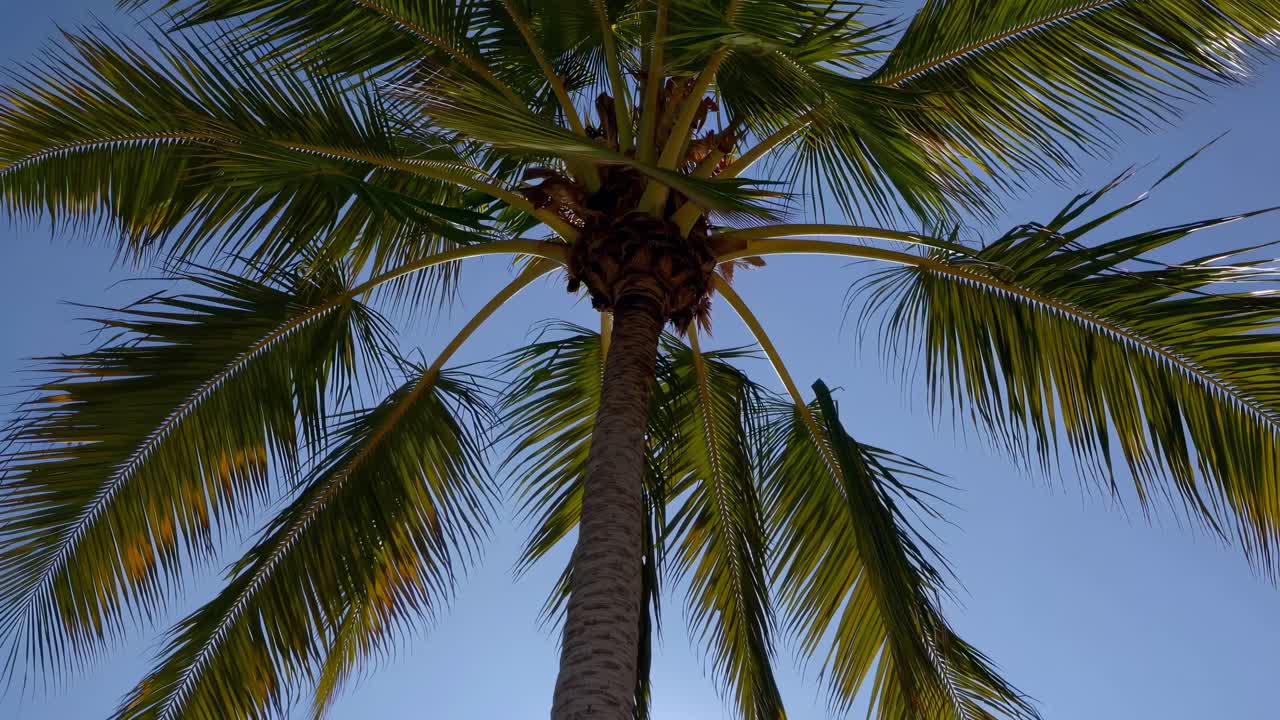 Vista dal basso di una palma contro un cielo blu chiaro, che cattura l'atmosfera tropicale