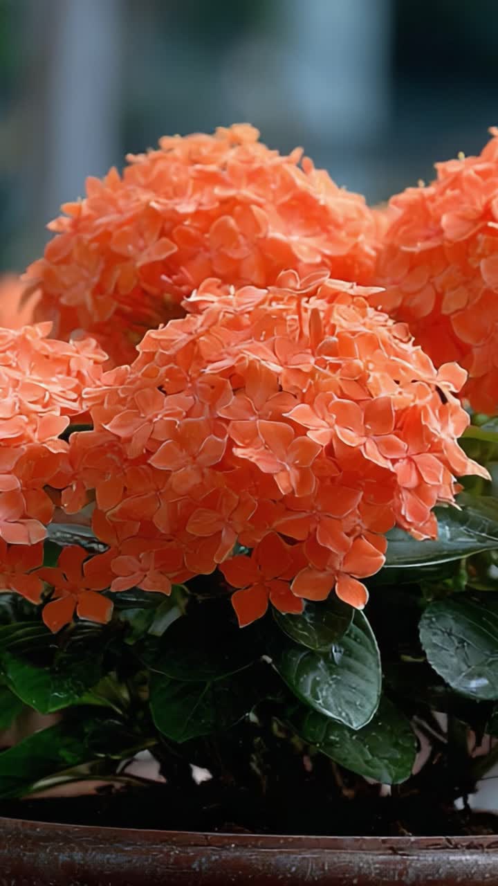 A Captivating Display of Vibrant Orange Flowers in Full Bloom, Showcasing Nature's Beauty with Layers of Delicate Petals and Lush Green Leaves