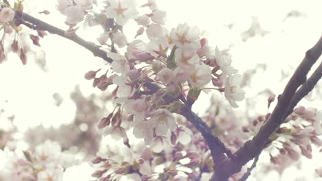 Borde-De-Primavera-O-Fondo-Con-Flor-Blanca