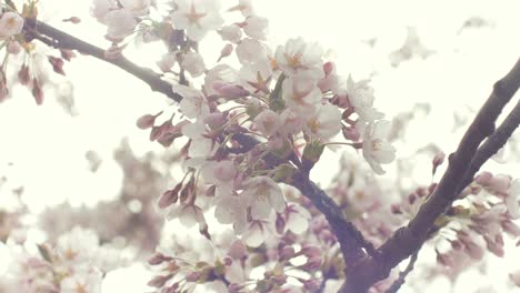 borde de primavera o fondo con flor blanca