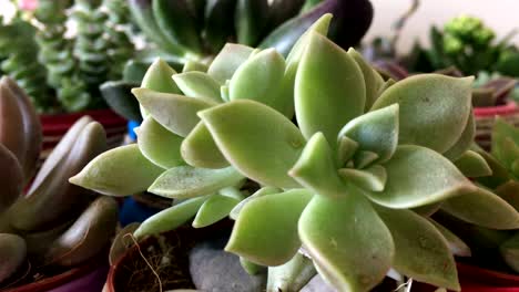 un montón de suculentas flores de cactus de cerca