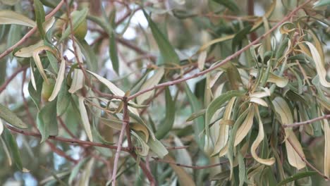 olives tree plantation