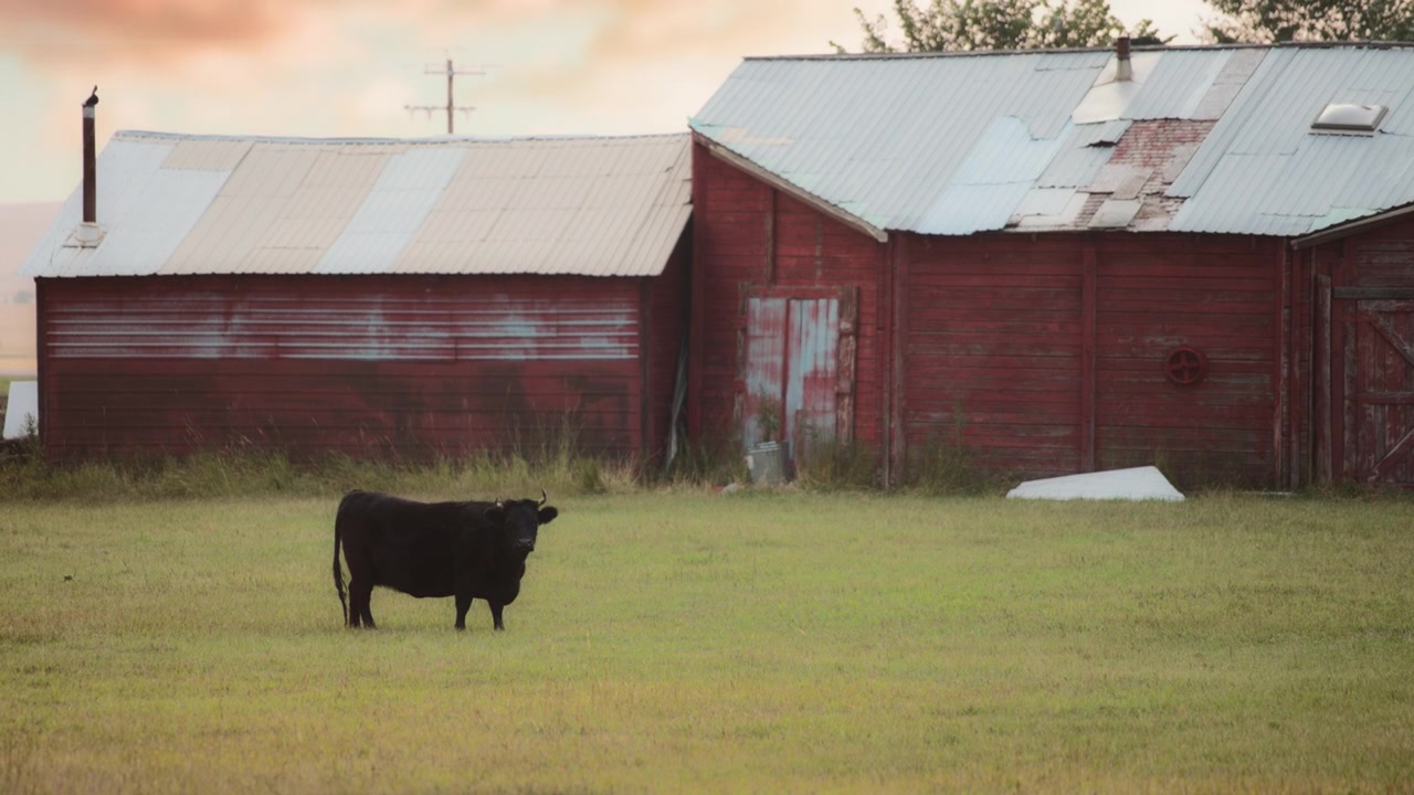 Vaca negra junto a un granero rojo al atardecer.