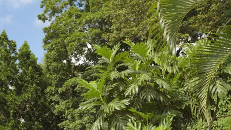 breadfruit  tree growing in guadeloupe