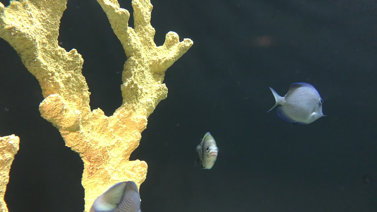 다양한 물고기 수영