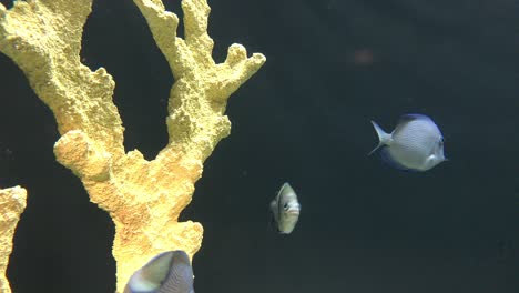 various fish swimming