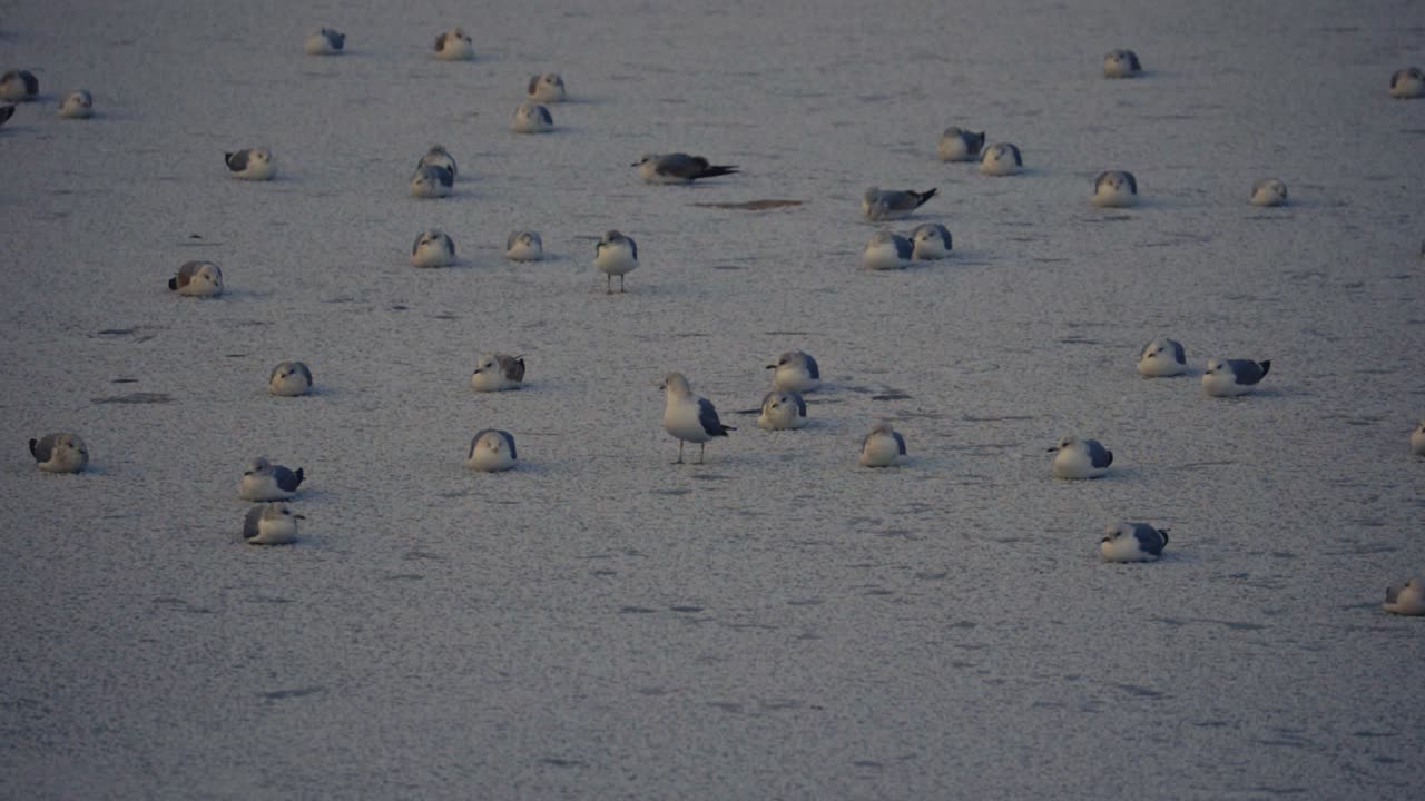 추운 겨울에 얼어붙은 호수에 서 있는 바다새 무리, 놀라운 자연 사진