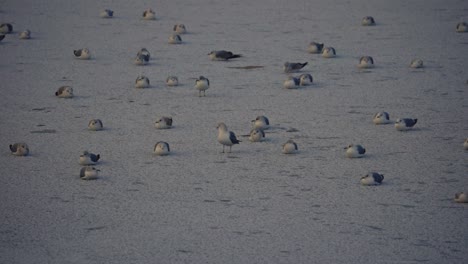 Herde-Von-Seevögeln,-Die-Im-Kalten-Winter-Am-Zugefrorenen-See-Stehen,-Erstaunliche-Naturaufnahmen