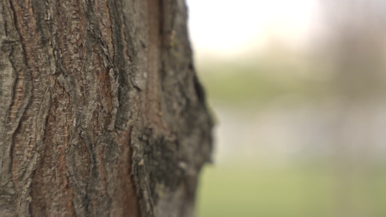 클로즈업 갈색 은 나무 질