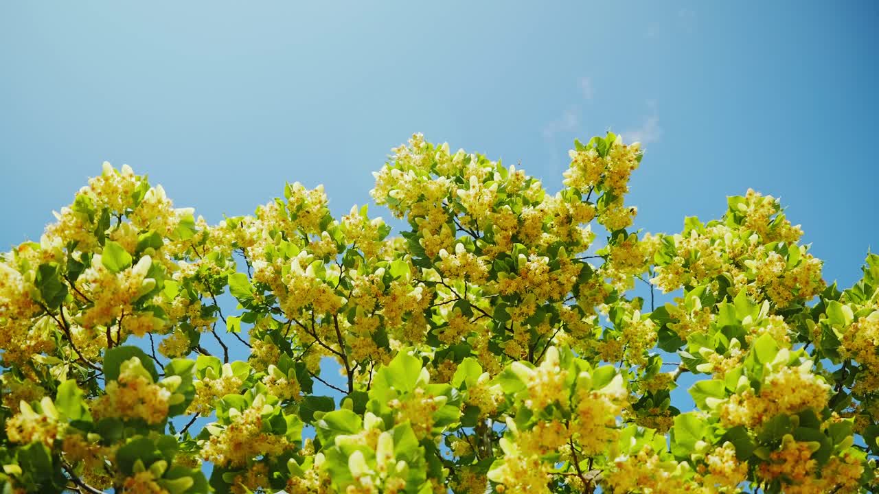 Linden blossoms glow in warm sunlight, moving gently in a blue sky breeze