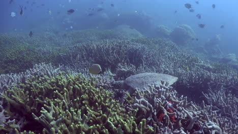 hawksbill sea turtle feeding on healthy hard coral reef
